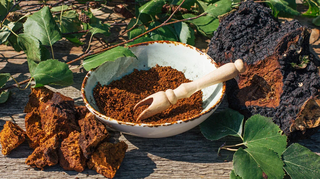 Chaga Mushroom